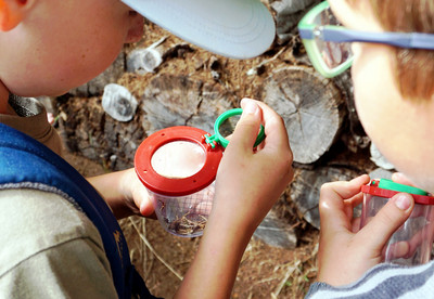 Waldschule - Mit Kindern die Natur entdecken "Eisvogel und Waldameise"