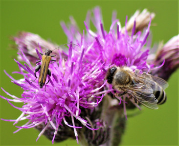 Das faszinierende Leben der Wildbienen